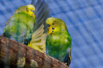 Budgerigar, perching on branch, colorfull birds, small, zoo