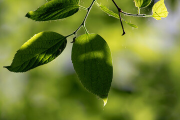 Close-up of green leaves of tree in the sun in the forest