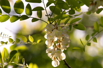 Close up of white acacia flower