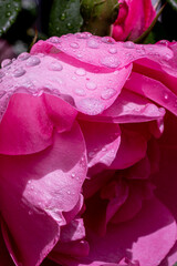pink rose with water drops