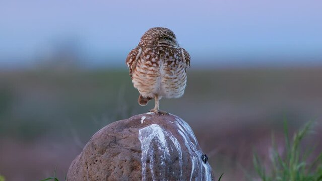 Medium shot burrowing owl (Athene cunicularia) swivels its head on alert while standing on one leg on a boulder during golden hour in Washington state at 60 frames per second
