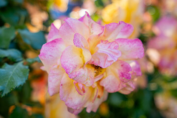 pink and yellow flowers
