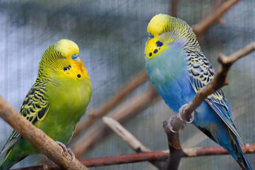 A blue and yellow parakeet is perched on a branch