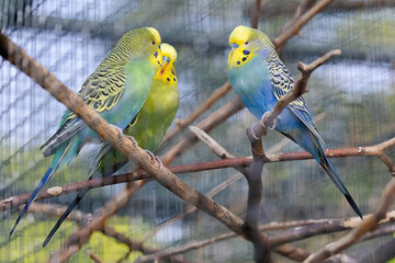 A blue and yellow parakeet is perched on a branch
