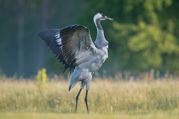 Common crane, Eurasian crane - Grus grus on green grass with with spread wings with meadow in...