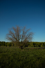 A tree on a cliff against the background of the forest