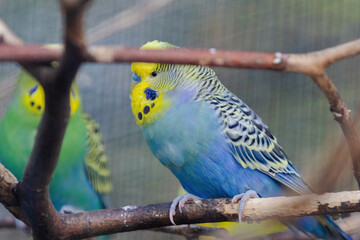 A blue and yellow parakeet is perched on a branch