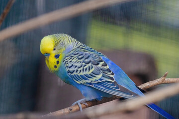A blue and yellow parakeet is perched on a branch