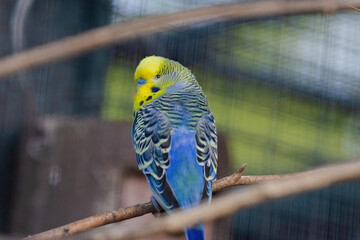 A blue and yellow parakeet is perched on a branch