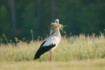 White stork - Ciconia ciconia standing on meadow with hay in beak. Photo from Lubusz Voivodeship in Poland.