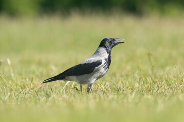 Hooded crow - Corvus corone - standing in green meadow with green grass in background. Photo from Lubusz Voivodeship in Poland.	