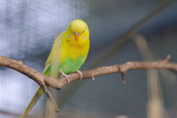 A yellow and green parakeet is perched on a branch