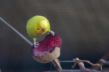 A yellow and green parakeet is perched on a branch