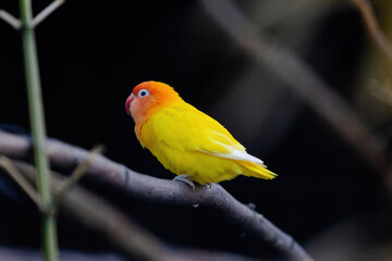 A yellow and orange bird is perched on a branch