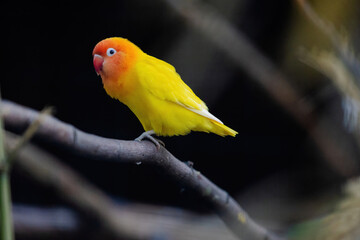 A yellow and orange bird is perched on a branch