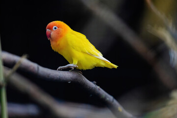 A yellow and orange bird is perched on a branch