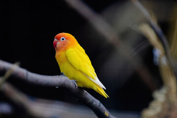 A yellow and orange bird is perched on a branch