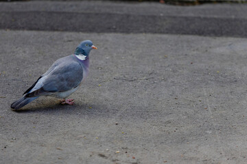 Pigeon perched on ground close-up portrait, birds