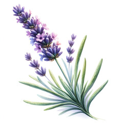 Fototapeta premium watercolor provance lavender isolate on white background