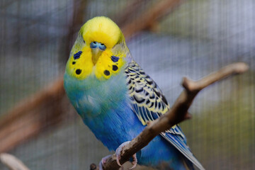 A blue and yellow parakeet is perched on a branch