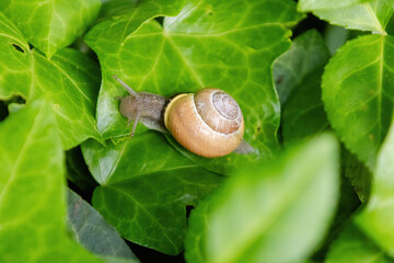 A small brown and yellow snail is on a leaf