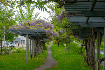パープルロードの藤（北海道札幌市東区）