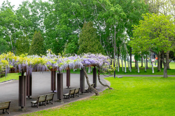 伏古公園の藤（北海道札幌市東区伏古）