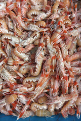 fresh shrimp on the market