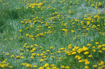 Dandelions are shown on un mowed grass