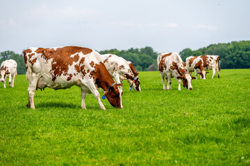a brown white cow grazes in the meadow under the blue sky