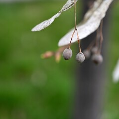 A close-up view of last year's linden seeds in early spring.