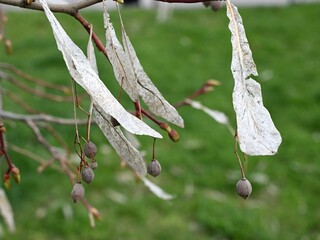 A close-up view of last year's linden seeds in early spring.