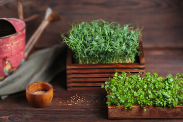 Close-up of mustard microgreens sprouts in a wooden tray, illustrating eco-friendly home gardening...