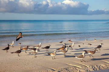 Seagulls relaxing on a sandy beach during sunset