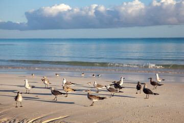 Flock of seagulls relaxing on a sandy beach during sunset