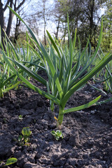 Obraz premium Crop rows of young onion sprouts in perspective on a field. Agricultural business and agro-industry