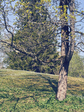 Images from the garden of Stenberg Open Air Museum of Toten, Norway, in May 2024.