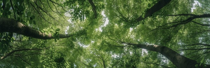Fototapeta premium Lush Green Beech Trees Canopy