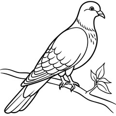 line art of a pigeon, white background