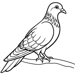 line art of a pigeon, white background