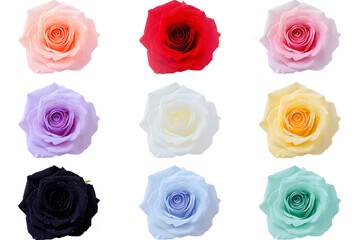rose heads in assorted colors neatly arranged on a white background