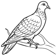 line art of a pigeon, white background