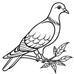 Fototapeta na wymiar line art of a pigeon, white background