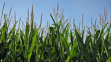 Corn Crop Field in Full Bloom Ready for Harvest - Punjab, Pakistan - 4K Ultra High Definition Footage