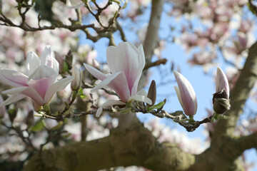 Branch with flowers and magnolia buds