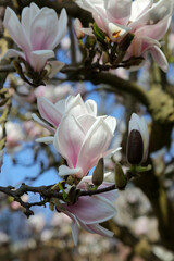 Branch with flowers and magnolia buds