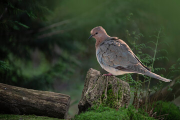 Laughing dove (Columbidae) perched on a tree stump