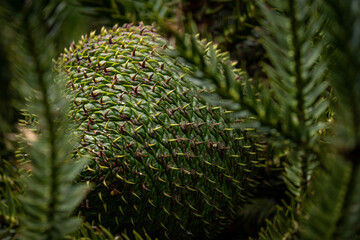 Araucaria angustifolia cones