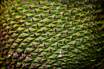 Araucaria angustifolia cones texture
