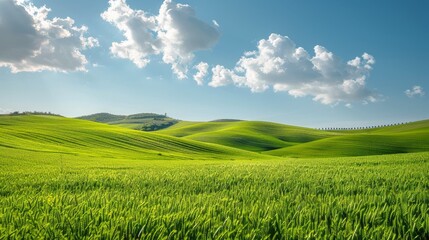 Obraz premium Field of Green Grass Under Blue Sky